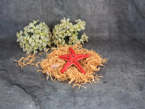 Star Fish Paper Weights - Red